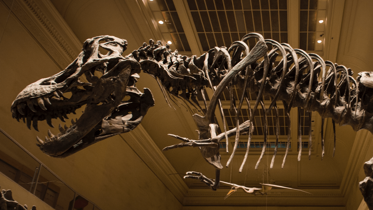 The 10 Most Expensive Dinosaur Fossil Sales of All Time article feature image