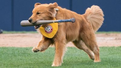 13 Sports to Bet During the Dog Days of Summer | The Action Network