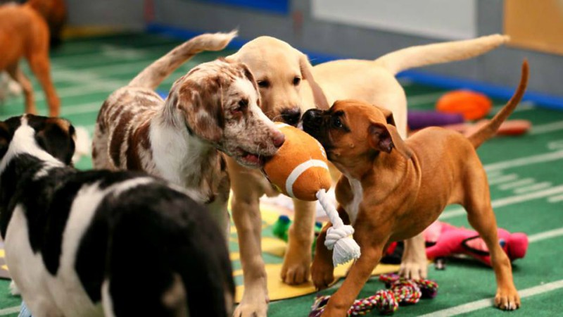 puppy bowl betting