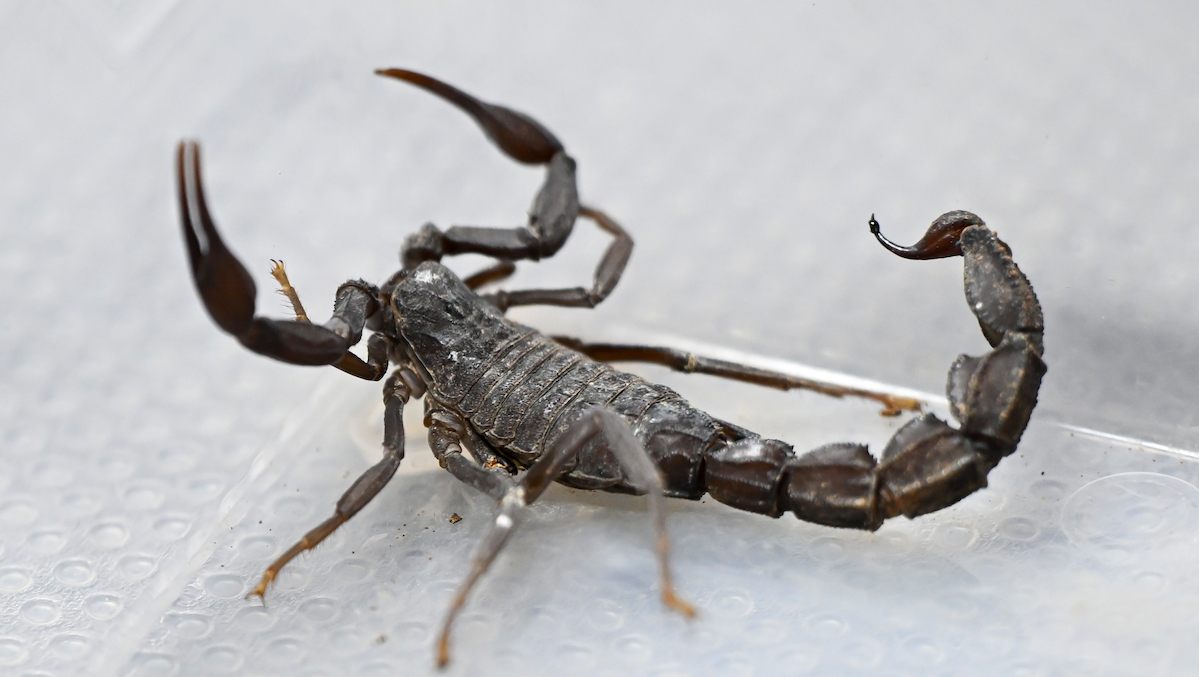 Man Stung in Testicles by Scorpion Sues Venetian Resort article feature image