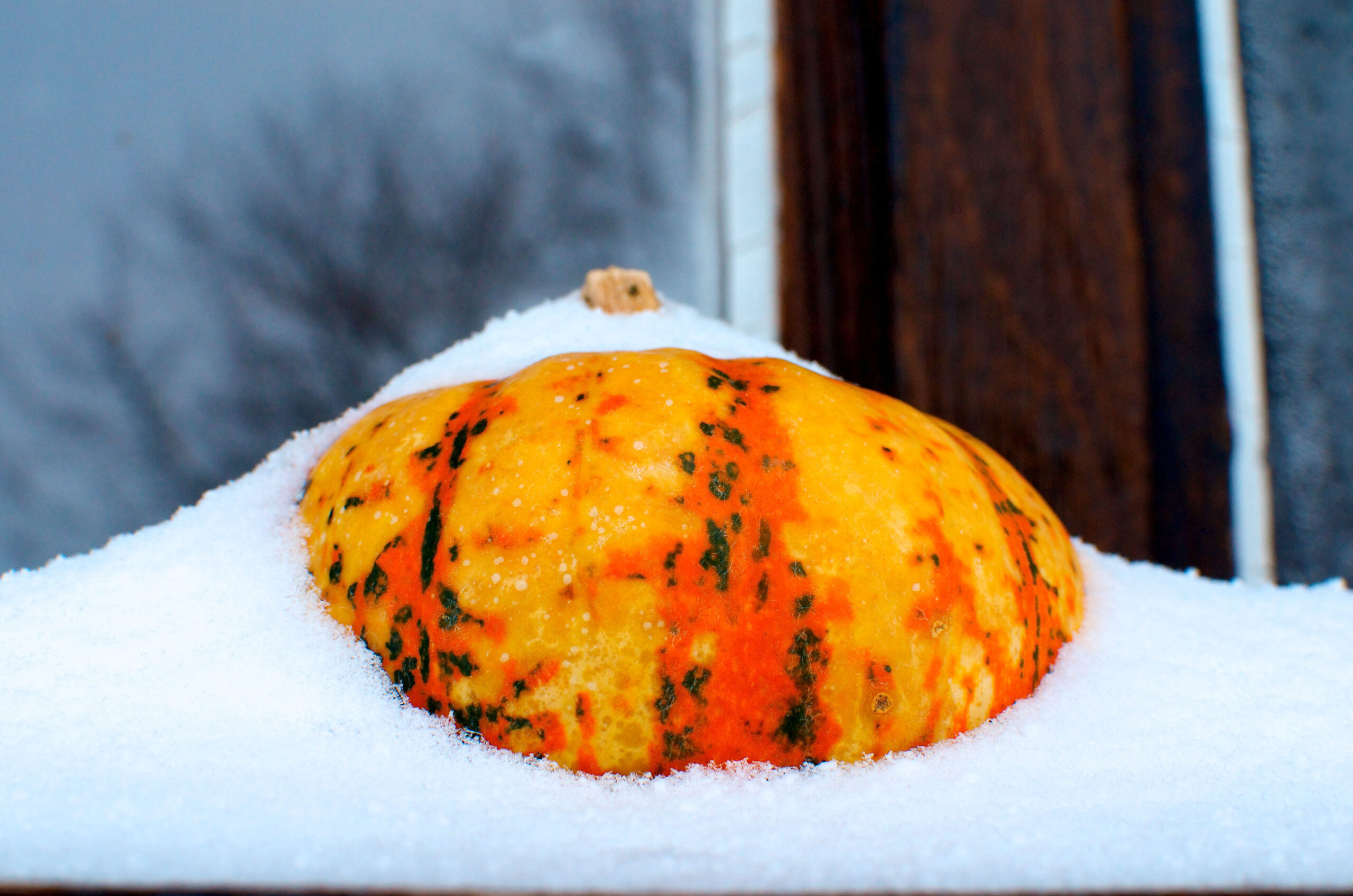 What are the odds of a White Thanksgiving? Image