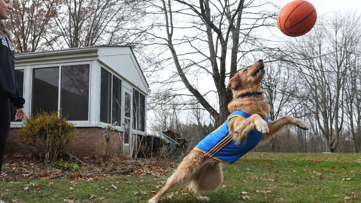 Mini Hoopers Contest: America’s Cutest Pet Ballers